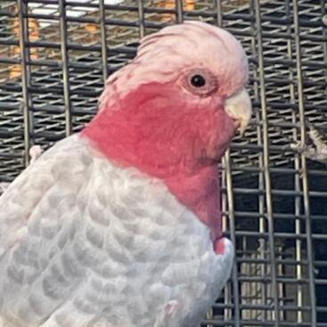 Galah (Eolophus roseicapilla) - Marmorizada / com manchas recessivas