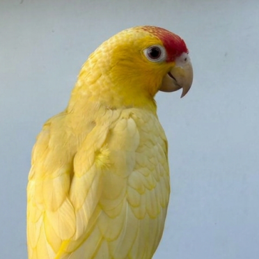 Amazona autumnalis SL ino2 Neornilab