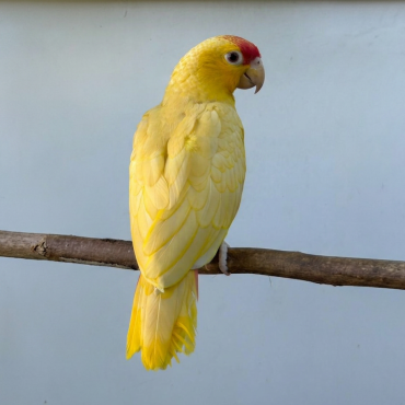 Amazona Autumnalis SL ino2 Neornilab