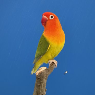 Agapornis Fischeri (Dun Fallow)