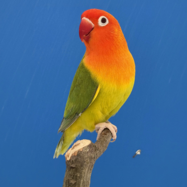 Agapornis Fischeri (Dun Fallow)