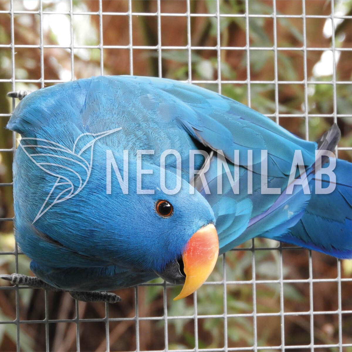 Blue mutation in the Eclectus parrot