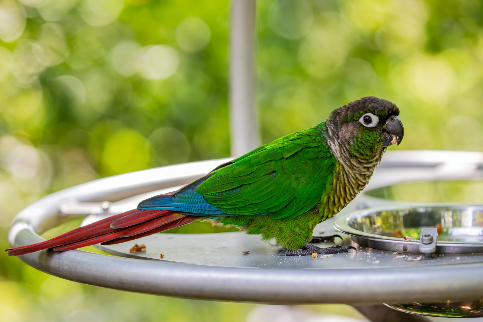 Groenwangparkiet main image