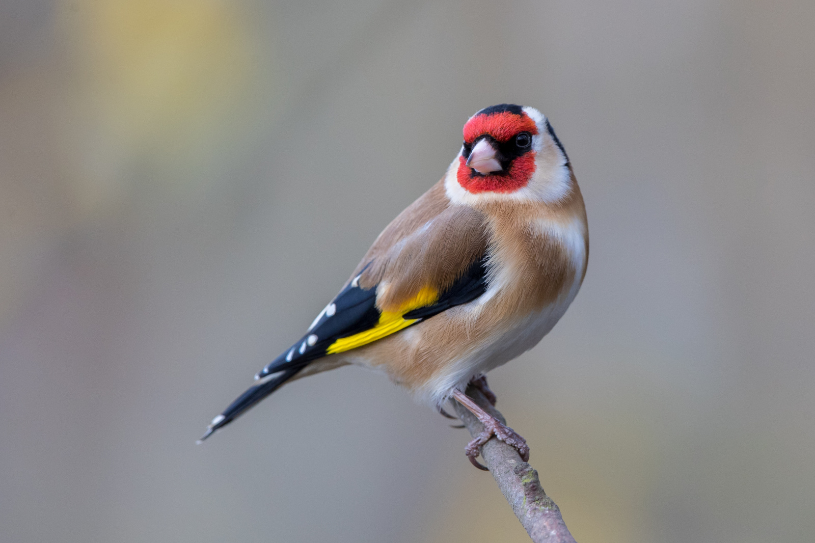 Colour mutation tests for songbirds