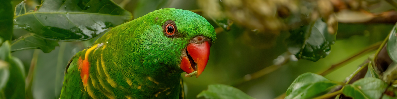 (Trichoglossus chlorolepidotus) Scaly-breasted lorikeet
