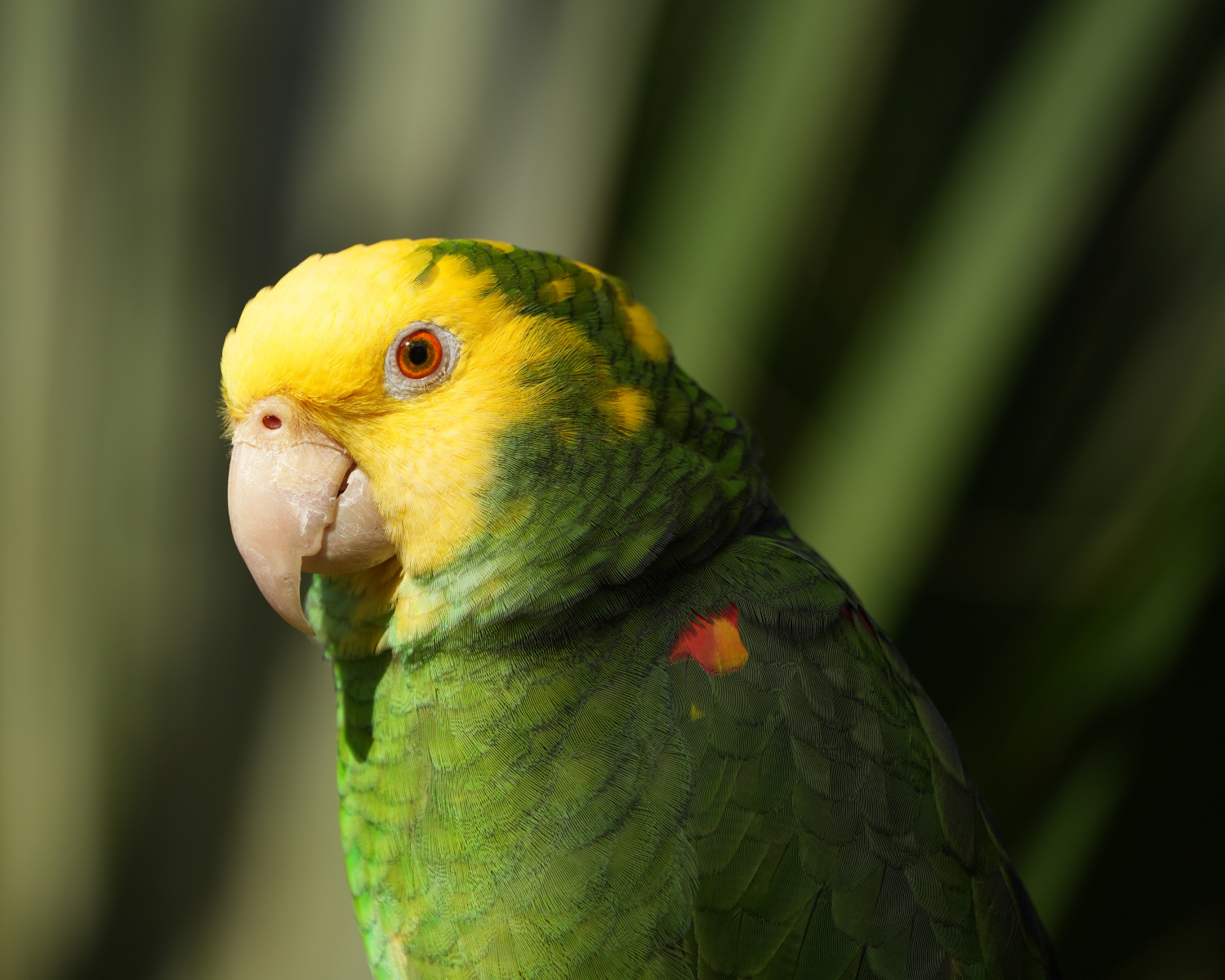 (Amazona oratrix) Amazona de cabeza amarilla