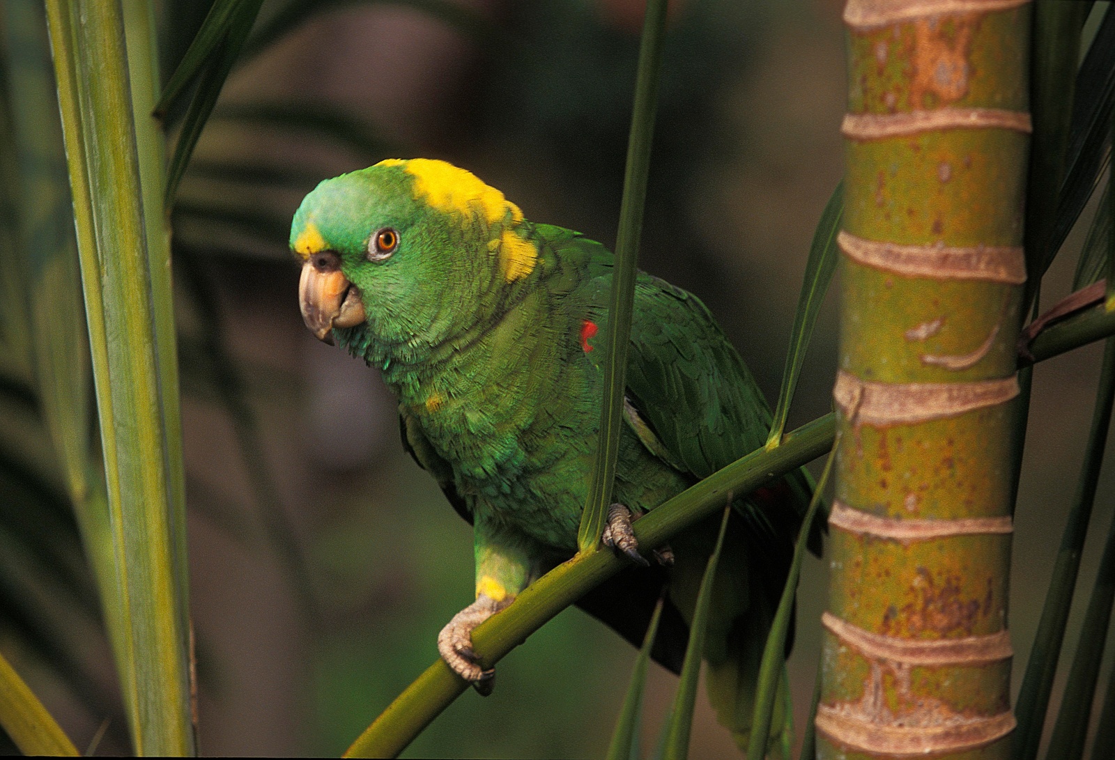 (Amazona auropalliata) Yellow-naped amazon main image
