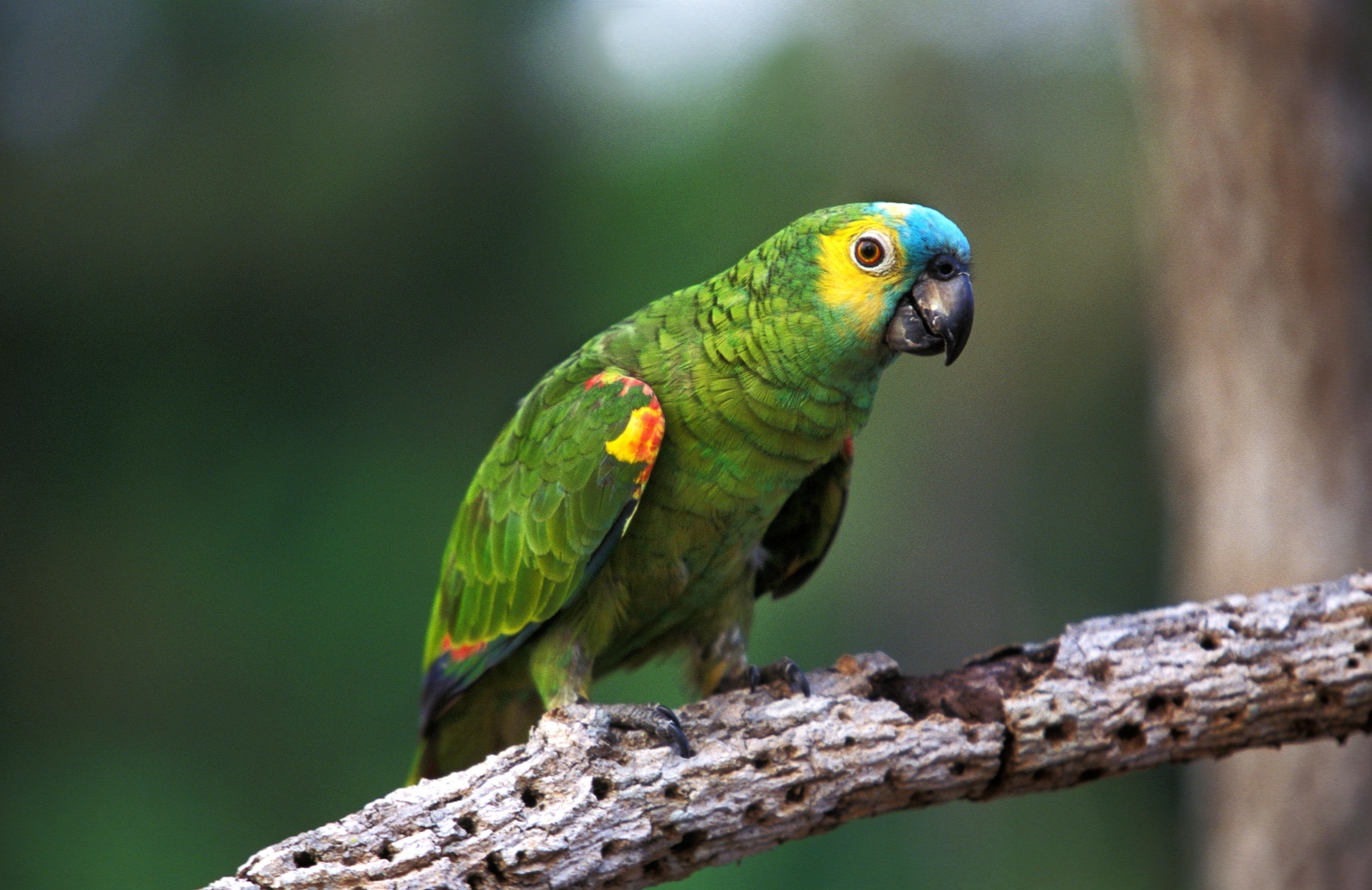 (Amazona aestiva) Amazona de frente azul