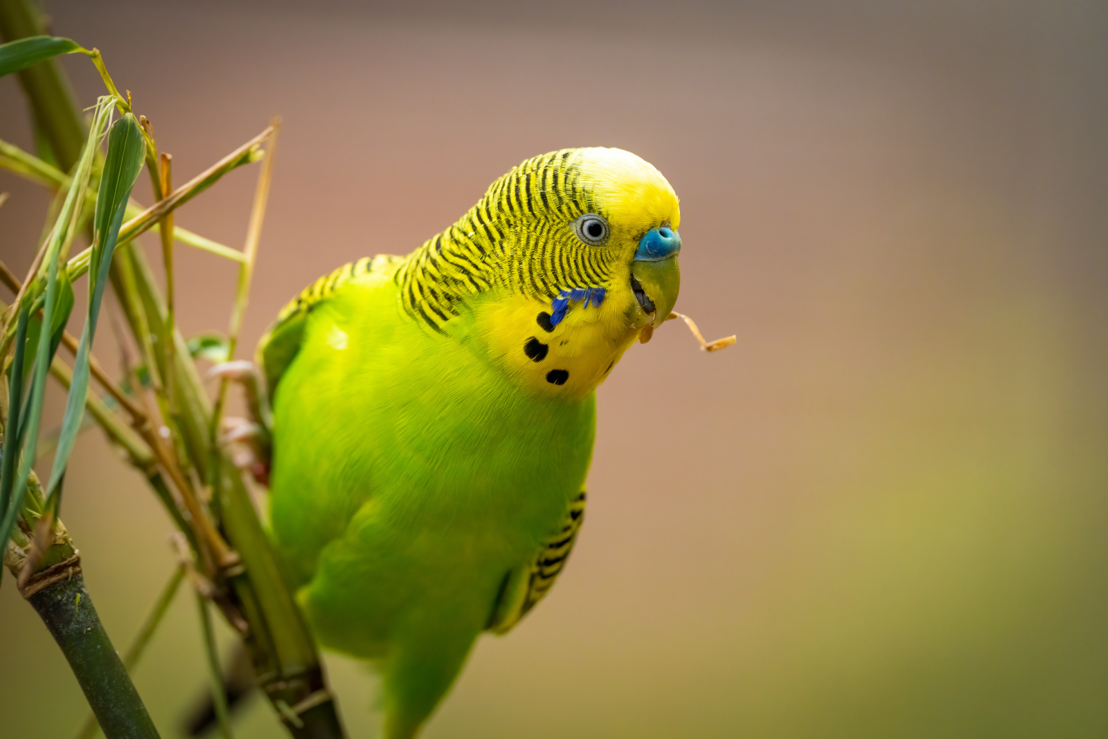(Melopsittacus undulatus) Periquito / Periquito común