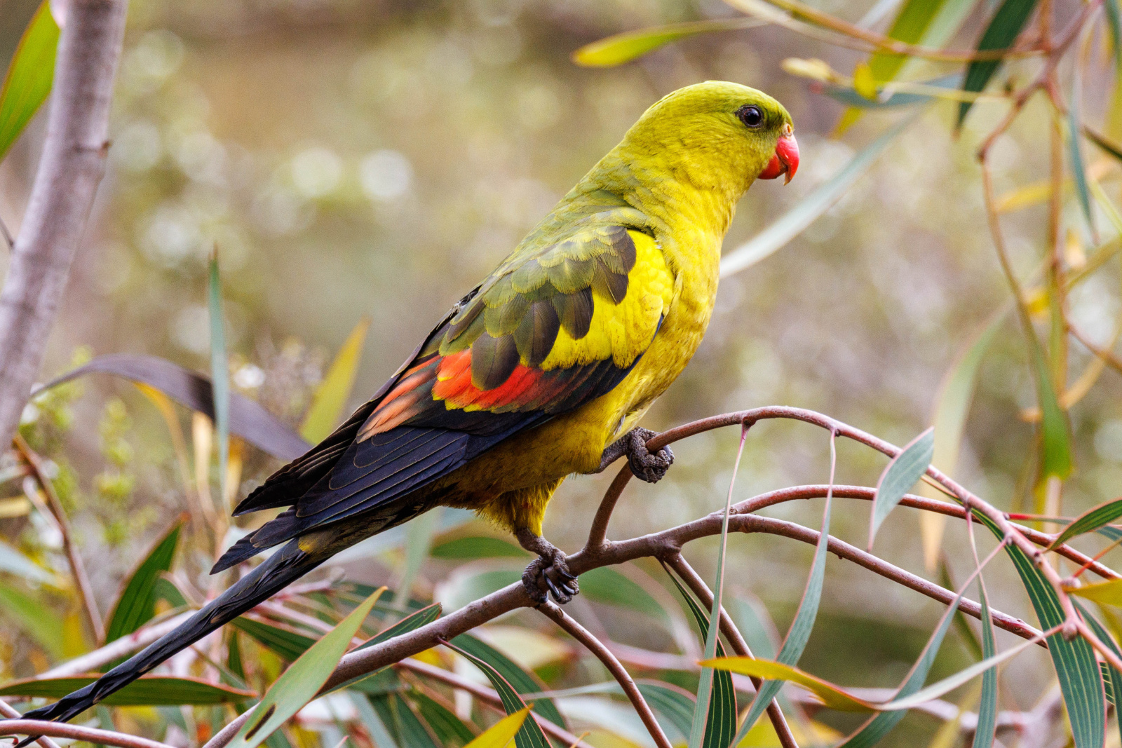 (Polytelis anthopeplus) Perico regente