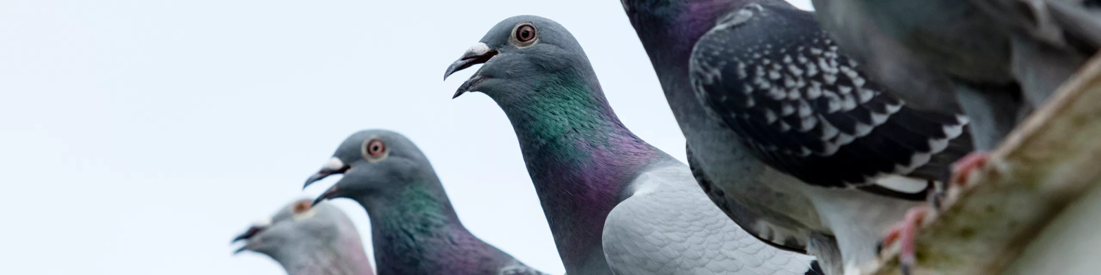 Infectious respiratory diseases in pigeons