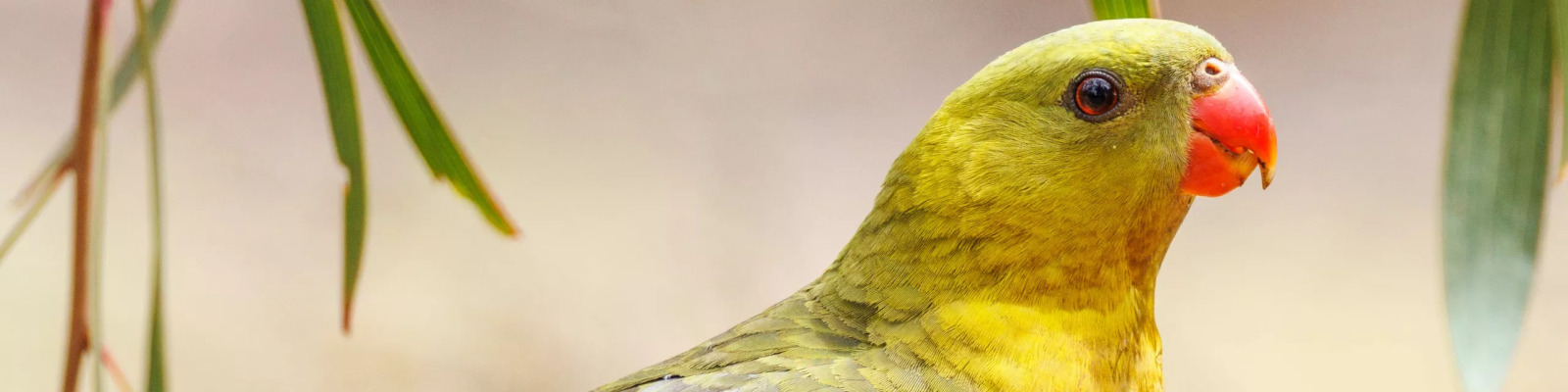 (Polytelis anthopeplus) Regent parrot