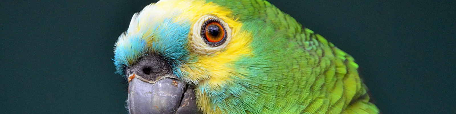 (Amazona aestiva) Blue-fronted amazon