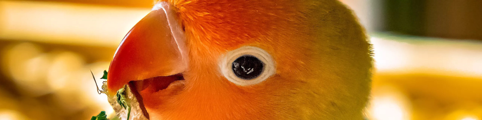 (Agapornis fischeri) Fischers agapornis