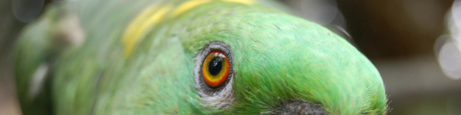 (Amazona auropalliata) Yellow-naped amazon