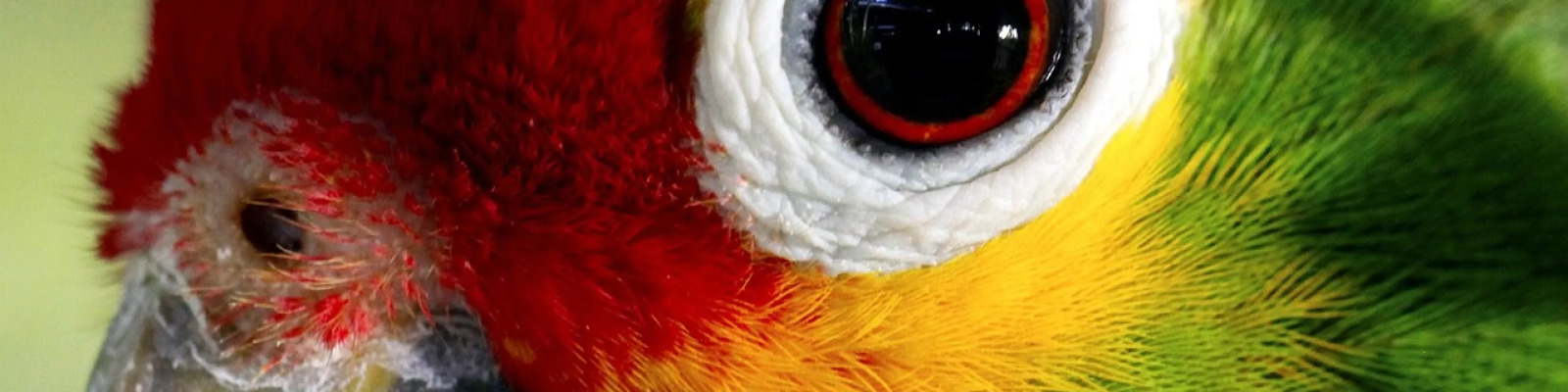 Geelwangamazone main image