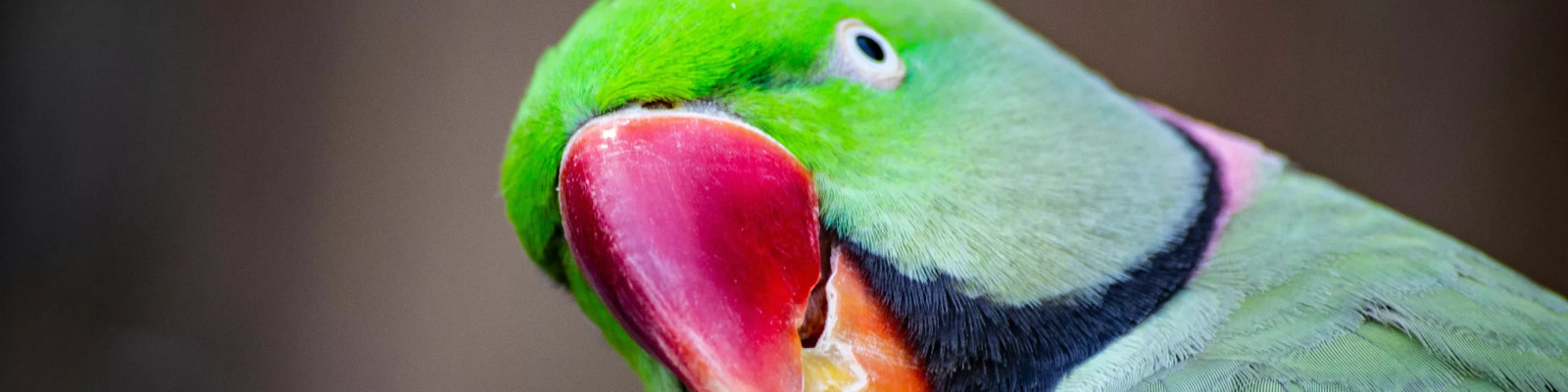 (Psittacula eupatria) Alexandrine parakeet