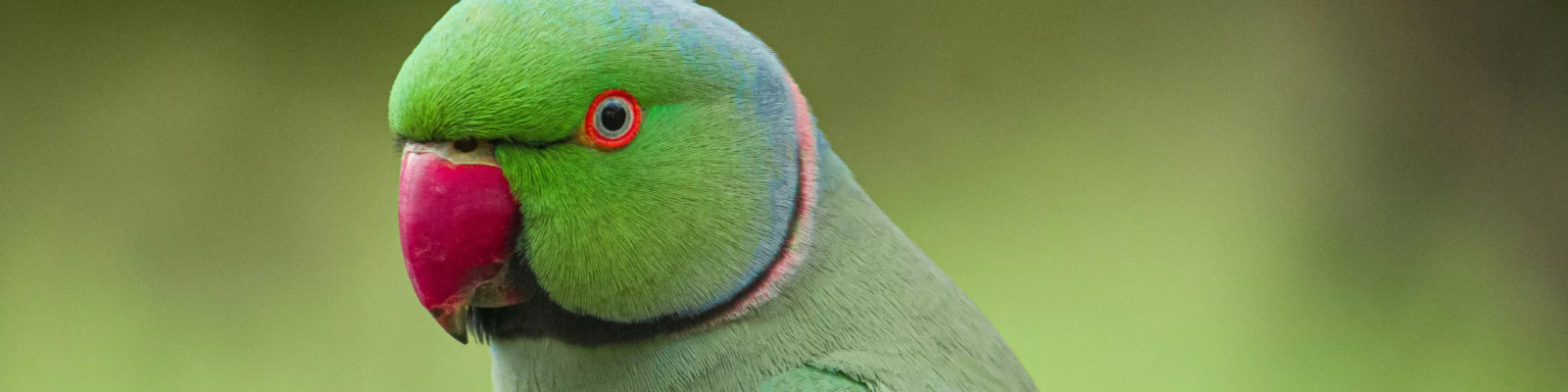 (Psittacula krameri) Rose-ringed parakeet