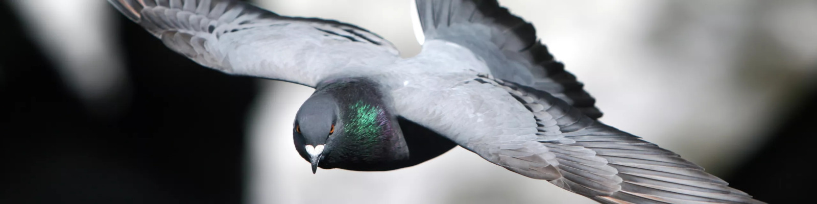 De superduif: Genetica als sleutel tot topprestaties