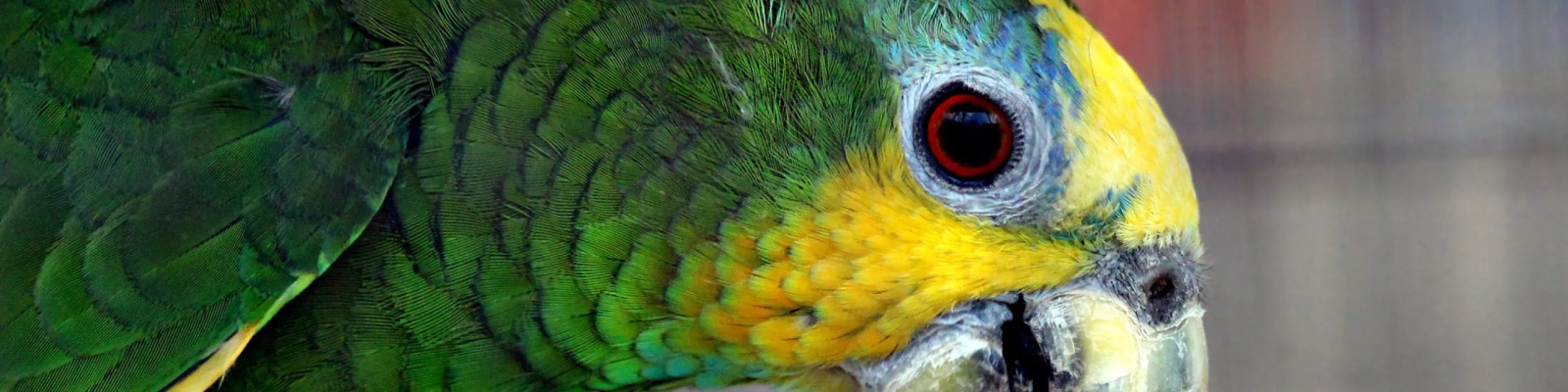 Oranjevleugelamazone main image