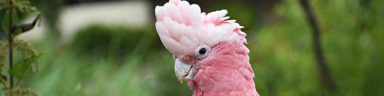 Rosé kaketoe main image