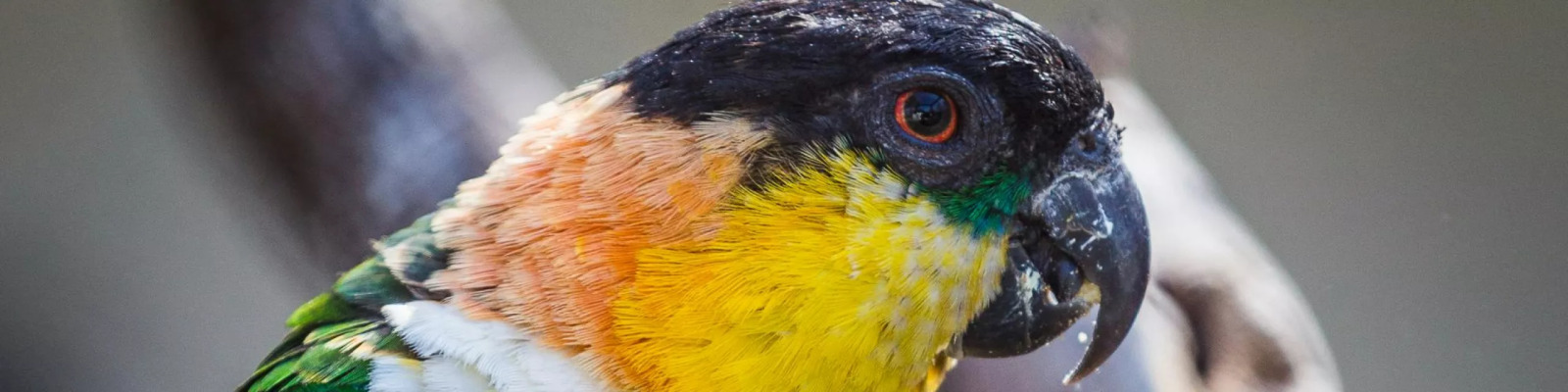 Zwartkopcaique main image