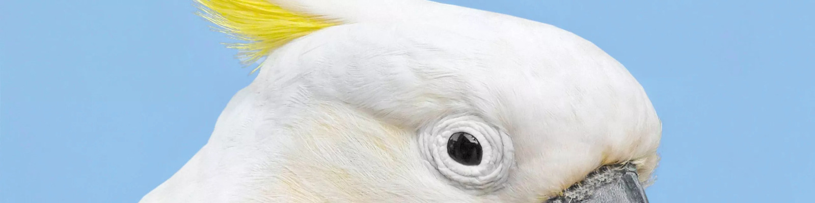 Bornavirus bij papegaaien main image