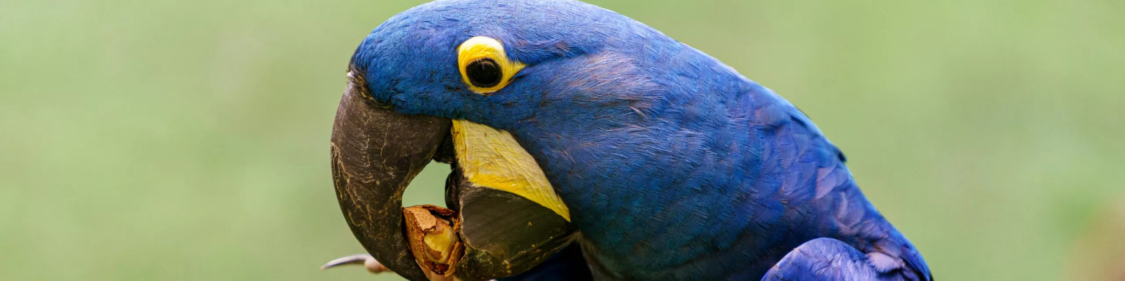 Aspergillose chez les parroquets