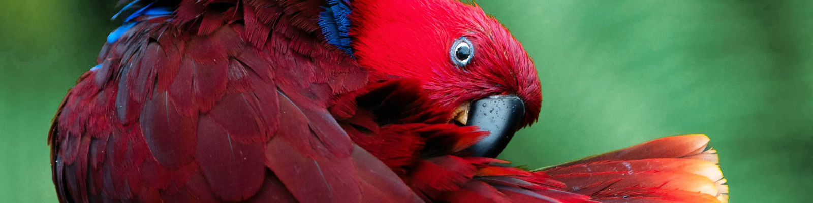 Chlamydia psittaci bij papegaaien main image