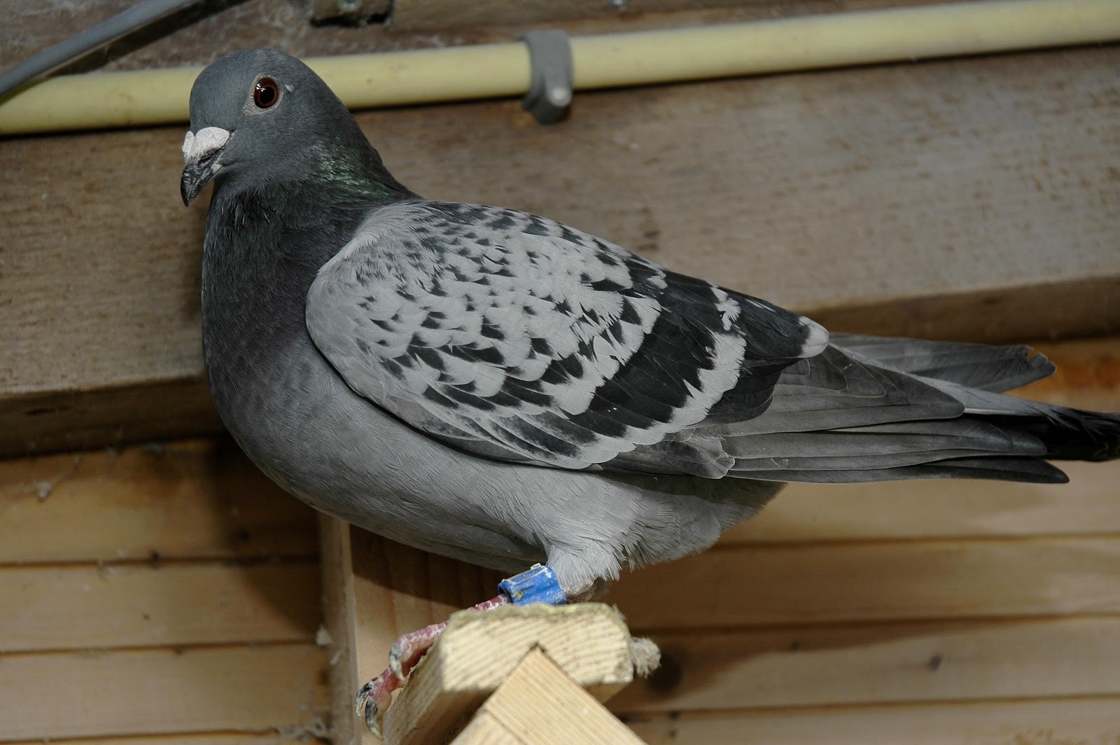 Sexing for racing pigeons