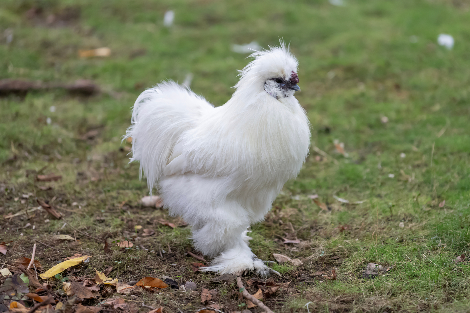 Sexing for fowl main image