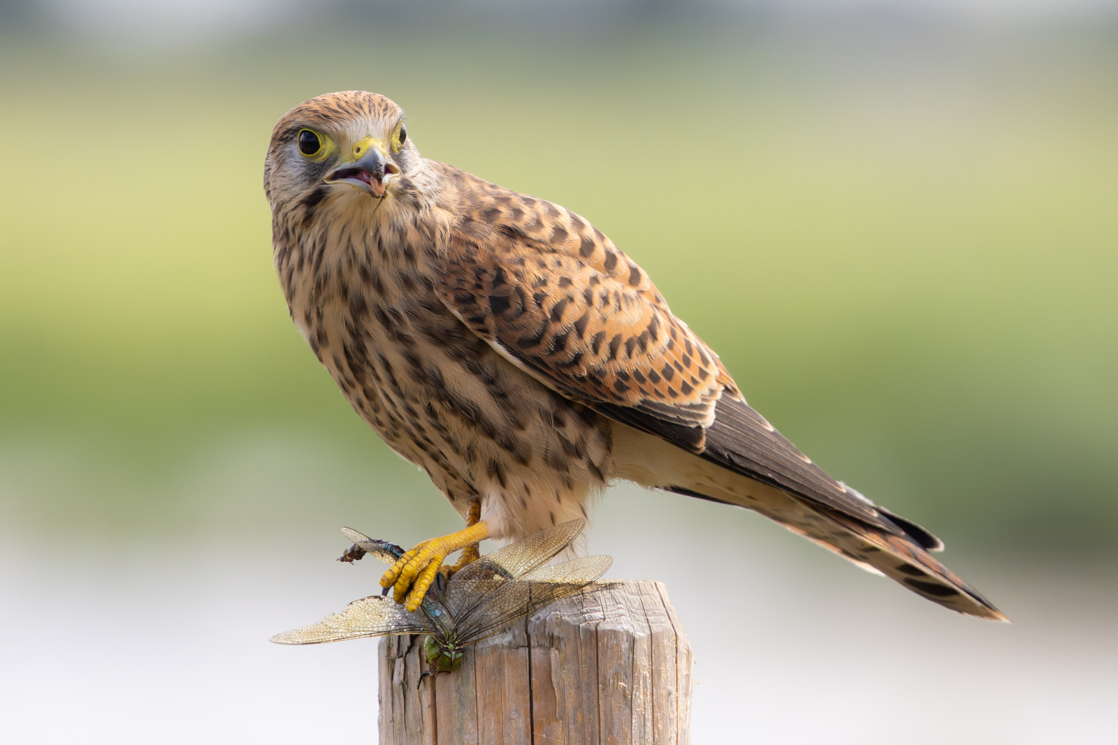 Sexing for birds of prey