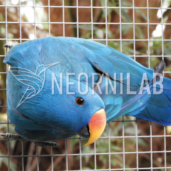 Blue mutation in the Eclectus parrot