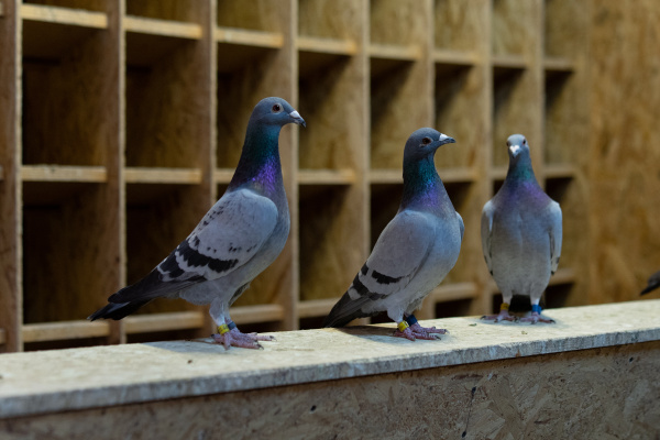 carrier pigeon coop