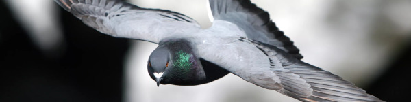 Marker-assisted selection (MAS) in racing pigeons